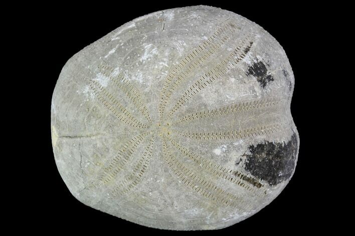 Toxaster Fossil Echinoid (Sea Urchin) - Agadir, Morocco #90600